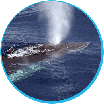 whale image