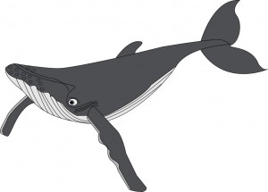 クジラの生態 沖縄パラセーリング Marinchu
