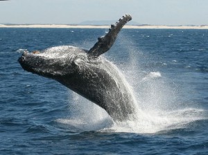 クジラが見たい 沖縄パラセーリング Marinchu 沖縄パラセーリング Marinchu