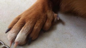 琉球犬爪